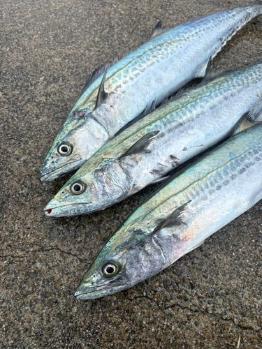 サゴシの釣果