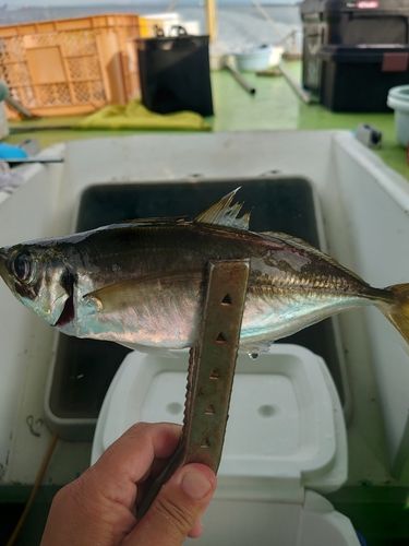 マアジの釣果