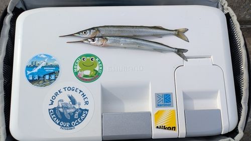 サヨリの釣果