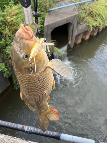 コイの釣果