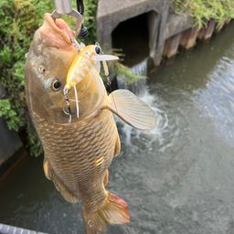 コイ