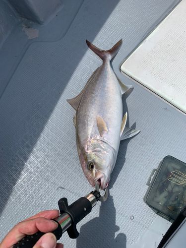 ネリゴの釣果