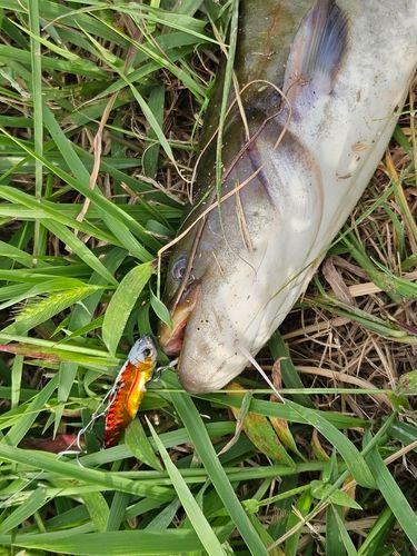 ナマズの釣果