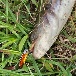 ナマズ