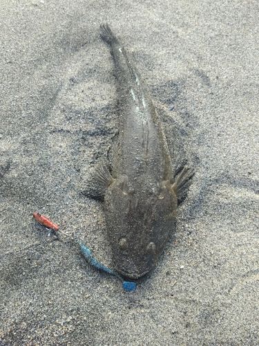 マゴチの釣果