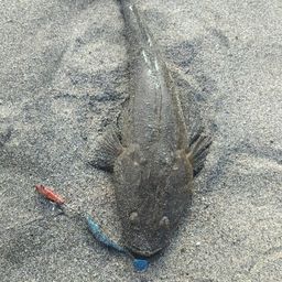 マゴチ