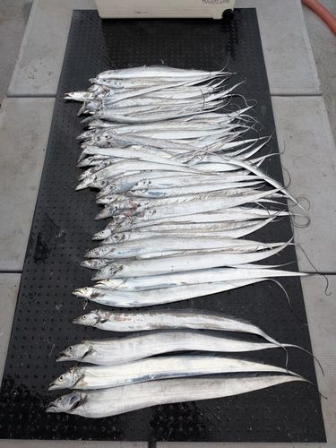 タチウオの釣果