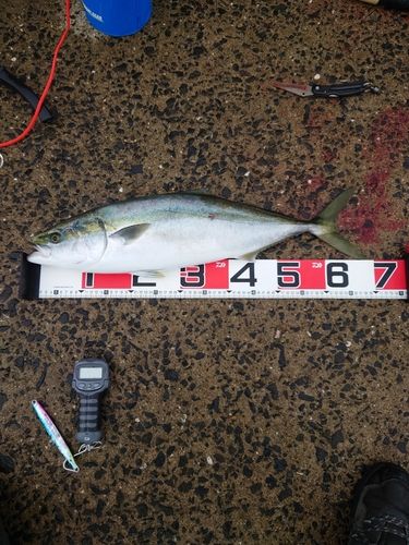 ハマチの釣果