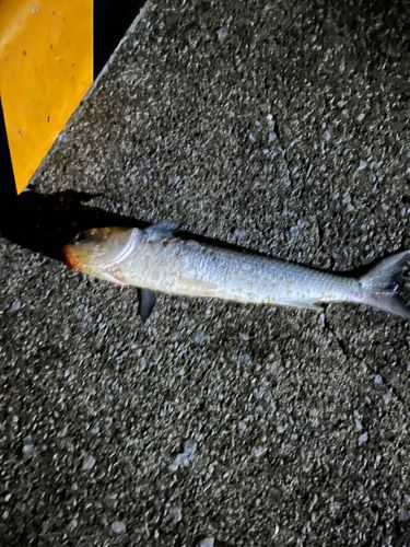 ボラの釣果