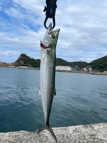サゴシの釣果