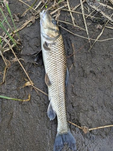 ニゴイの釣果