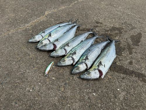 サワラの釣果