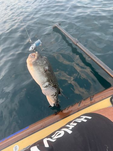 トラフグの釣果