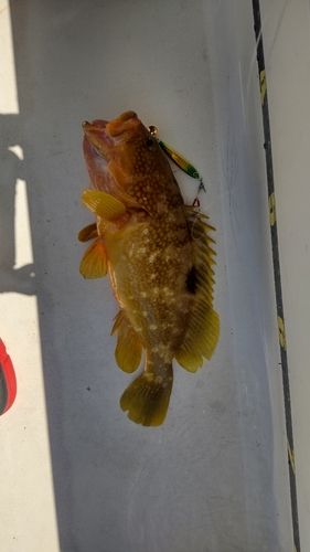 キジハタの釣果