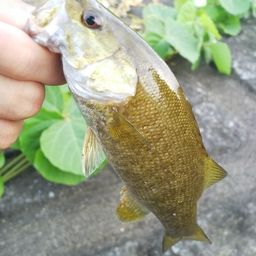 スモールマウスバス