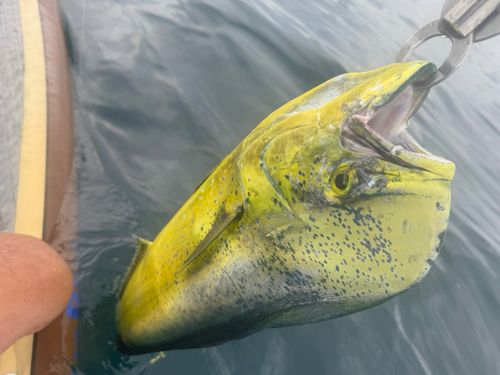 シイラの釣果