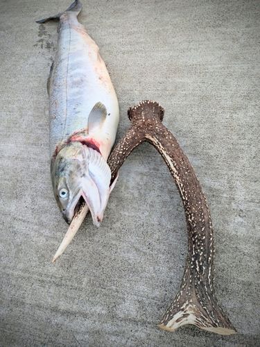 シロザケの釣果
