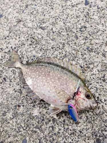 アイゴの釣果