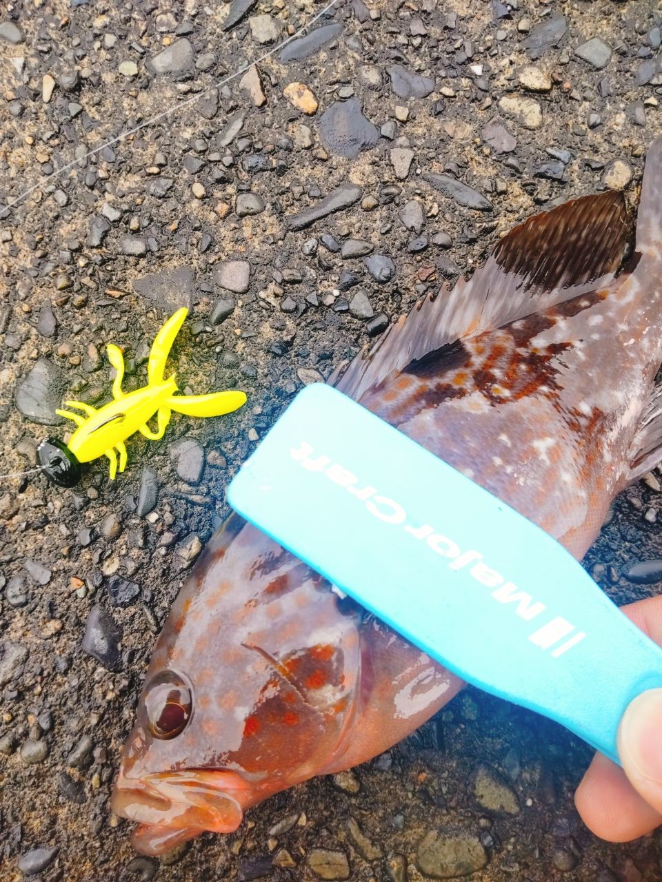 アイゴ