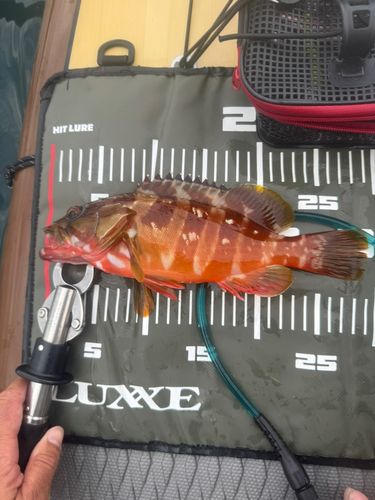 アカハタの釣果