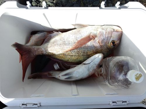マダイの釣果