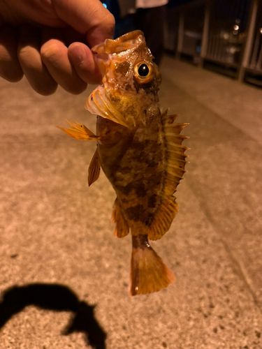カサゴの釣果