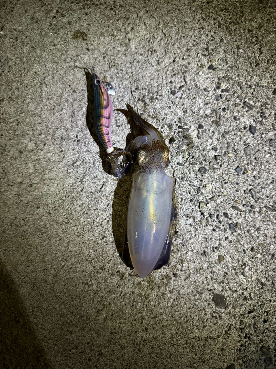 カサゴ