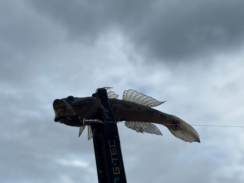 ウロハゼの釣果