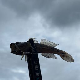 ウロハゼ