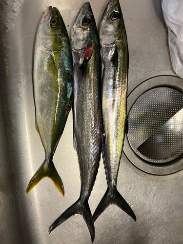 サゴシの釣果
