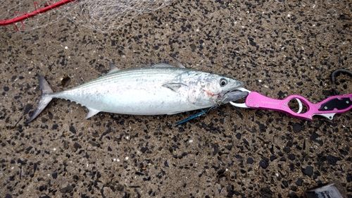 ハガツオの釣果