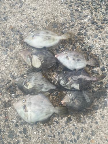 カワハギの釣果