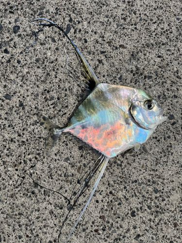 イトヒキアジの釣果