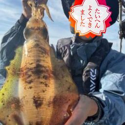 アオリイカ