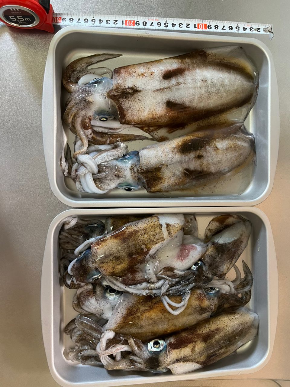 ぴろちSWさんの釣果 2枚目の画像