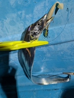 タチウオの釣果