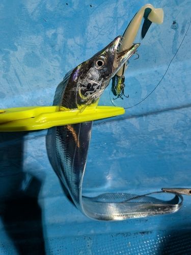 タチウオの釣果