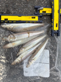 シロギスの釣果