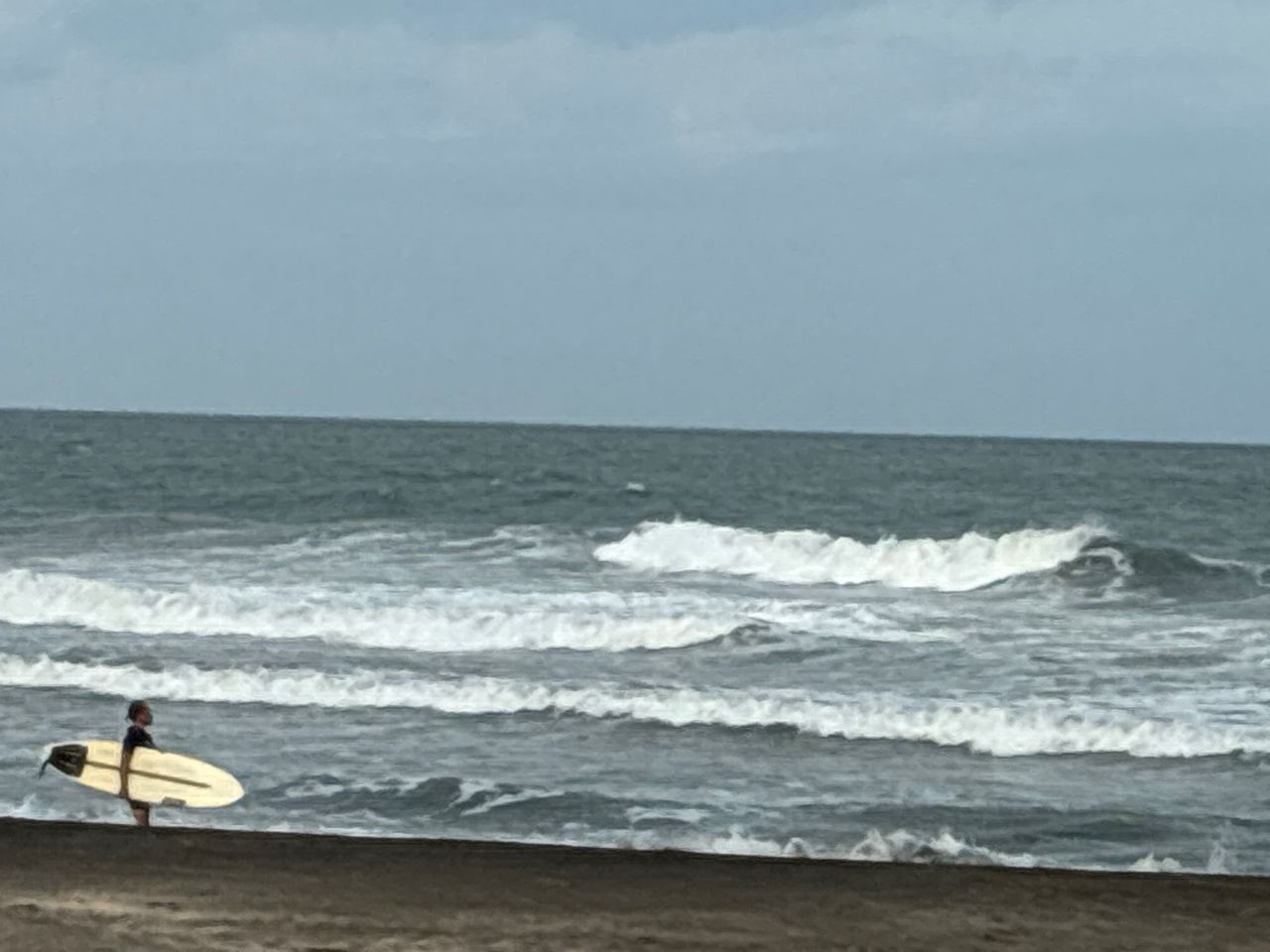 シロギス