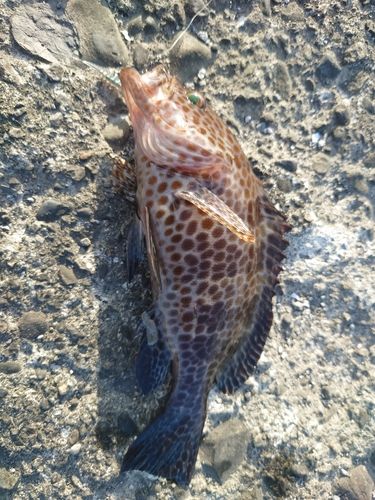 オオモンハタの釣果