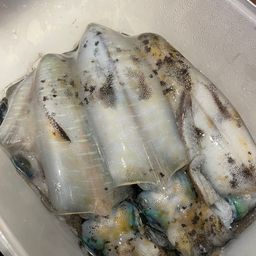 アオリイカ