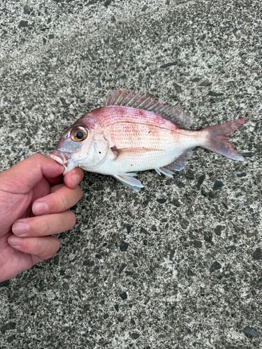 タイの釣果