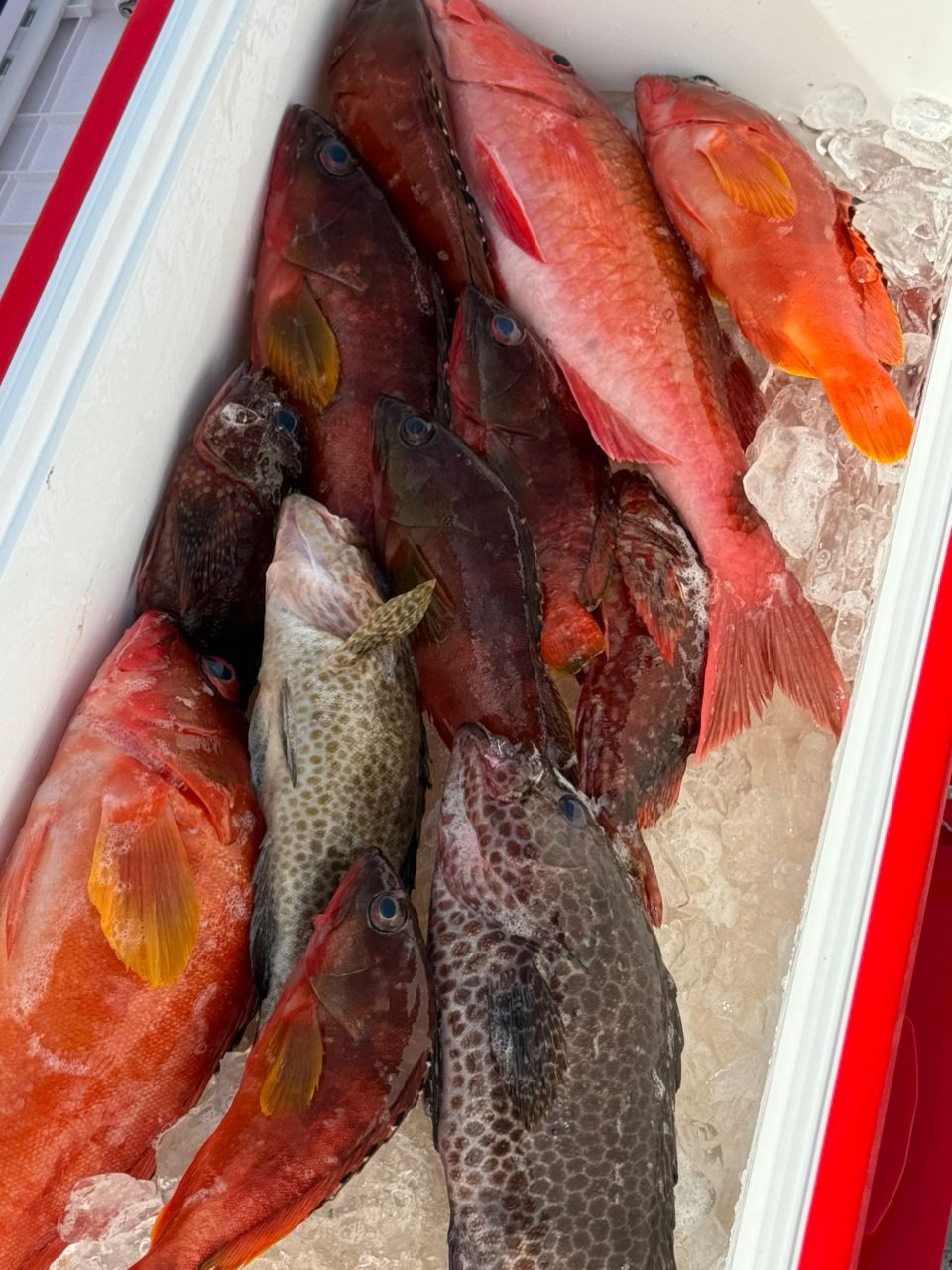 まぁーたんさんの釣果 1枚目の画像