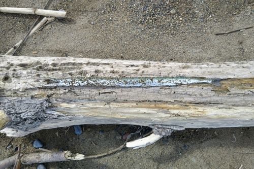 ダツの釣果