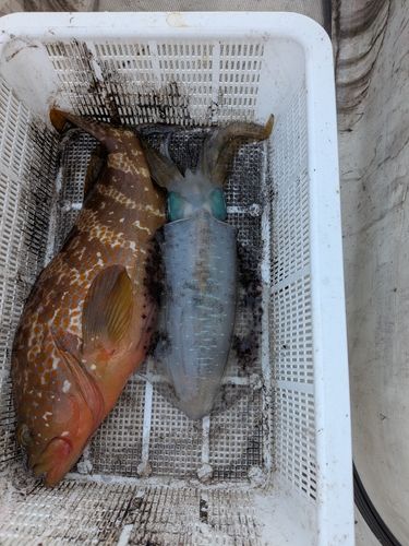 アオリイカの釣果