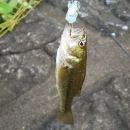 ラージマウスバス