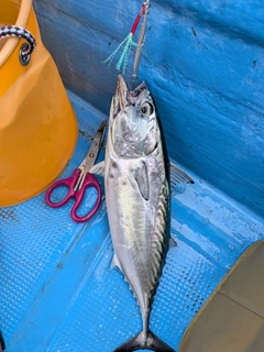 スマガツオの釣果