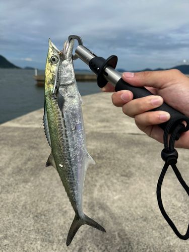 サゴシの釣果