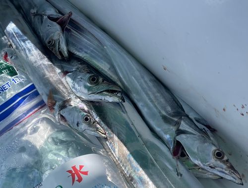 タチウオの釣果