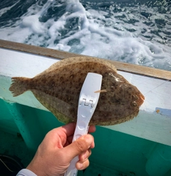ガンゾウビラメの釣果